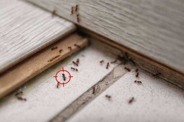 Best Exterminator Services  in Temperance, MI