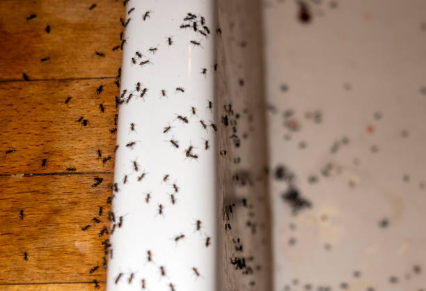 Best Pest Inspection Near Me  in Temperance, MI