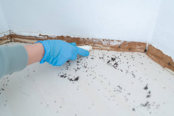Wasp Removal Services in Temperance, MI